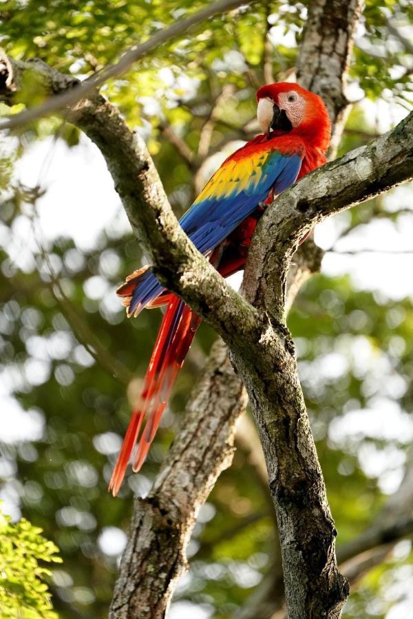 Villa Pura Vida Matapalo  エクステリア 写真